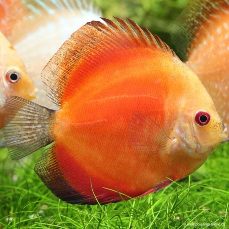 Discus Red Melon - Symphysodon aequifasciatus