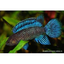 Blaubarsch - Badis Badis