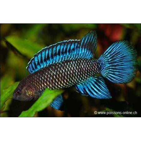 Blaubarsch - Badis Badis