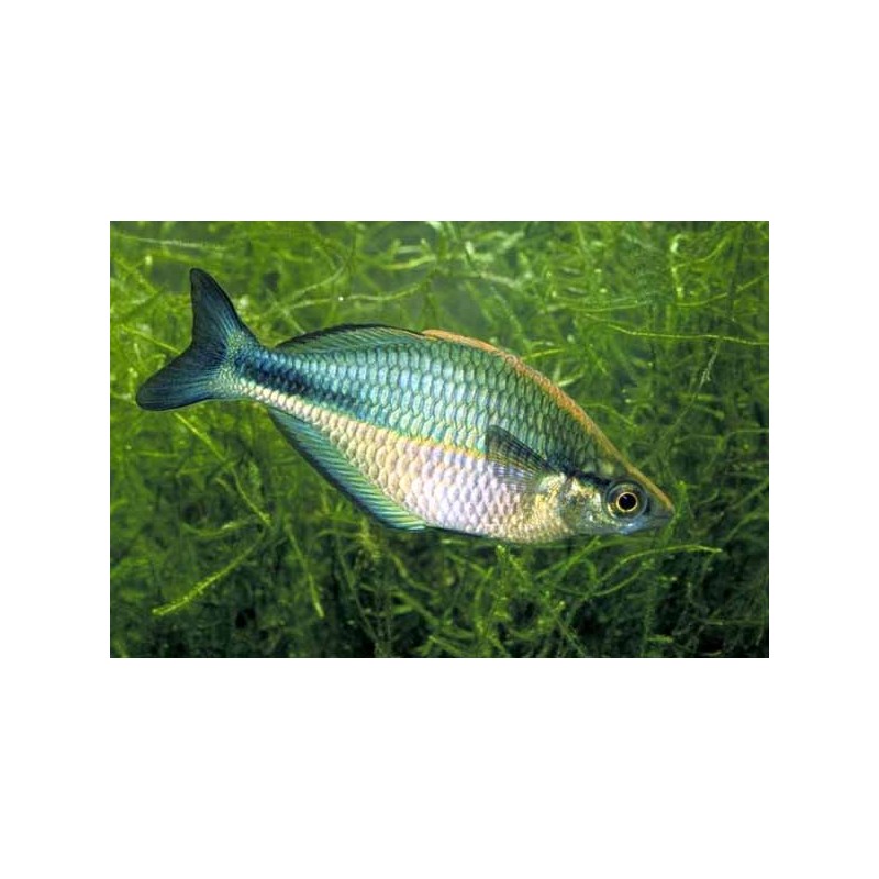 Poisson Arc-En-Ciel Aquamarin - Melanotaenia Lacustris