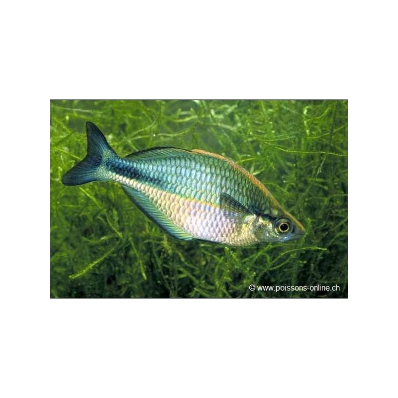 Poisson Arc-En-Ciel Aquamarin - Melanotaenia Lacustris