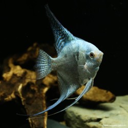 Scalaire Avatar Turkey Green Smoked Ange - Pterophyllum Scalare