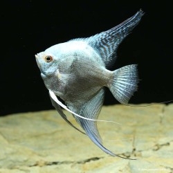 Scalaire Avatar Turkey Green Smoked Ange - Pterophyllum Scalare