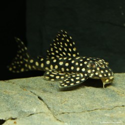 Scobinancistrus À Points Blancs - L048 Scobinancistrus Pariolispos