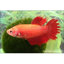 Kampffisch weibchen Crowntail - Betta splendens