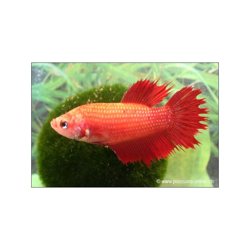Kampffisch weibchen Crowntail - Betta splendens Kampffisch weibchen Crowntail - Betta splendens