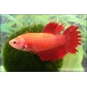 Kampffisch weibchen Crowntail - Betta splendens Kampffisch weibchen Crowntail - Betta splendens