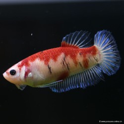 Betta fem. Koi - Betta Splendens