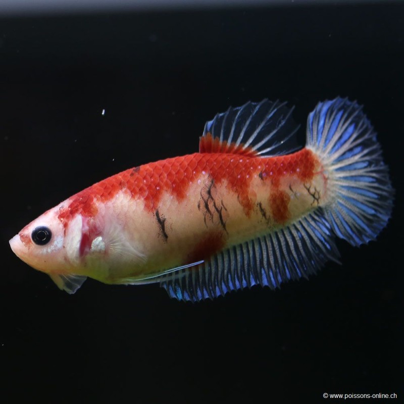 Kampffisch Weibchen Koi - Betta Splendens Kampffisch Weibchen Koi - Betta Splendens