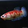 Kampffisch Weibchen Koi - Betta Splendens