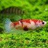 Kampffisch Weibchen Koi - Betta Splendens