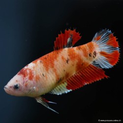 Kampffisch Weibchen Koi - Betta Splendens