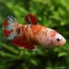 Kampffisch Weibchen Koi - Betta Splendens
