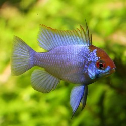 Blauer Schmetterlingsbuntbarsch - Papiliochromis Ramirezi Electric Blue
