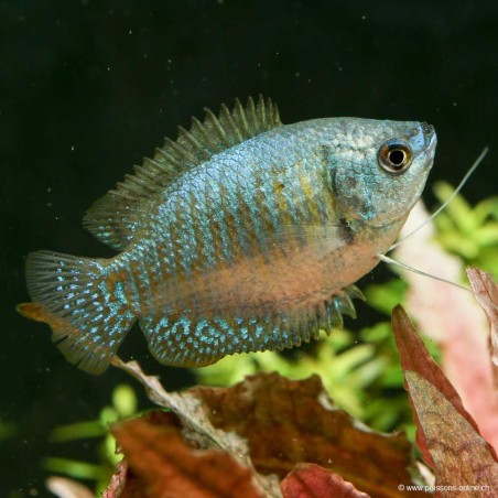 Colisa Lalia Femelle Rainbow - Colisa Lalia