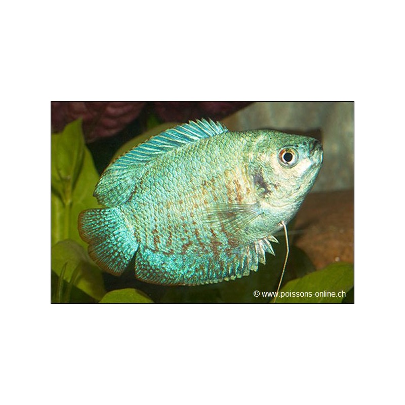 Colisa Lalia Mâle Bleu-Néon - Colisa Lalia