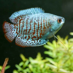 Lalia Masc. Arcobaleno - Colisa Lalia