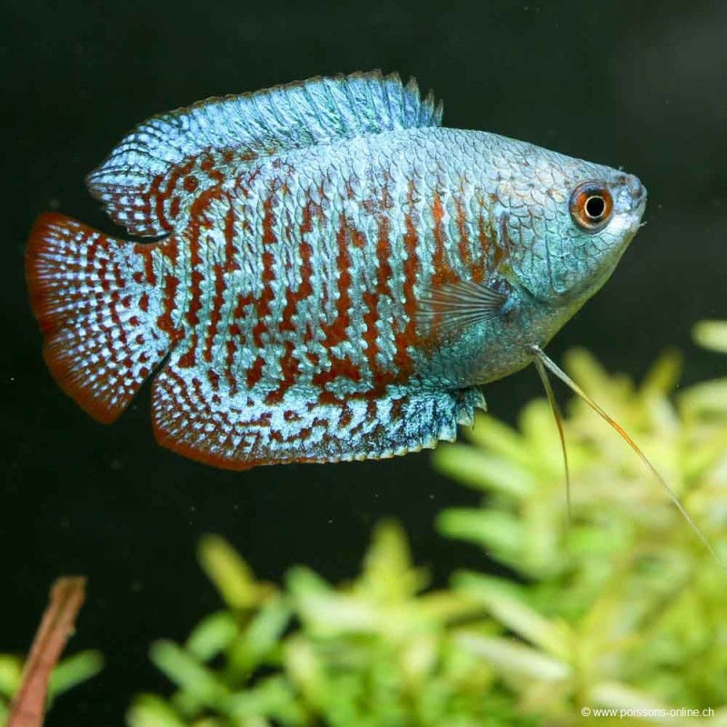 Lalia Masc. Arcobaleno - Colisa Lalia