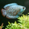 Zwergfadenfisch Mann Rainbow - Colisa Lalia