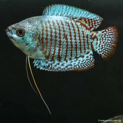 Zwergfadenfisch Mann Rainbow - Colisa Lalia