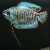 Zwergfadenfisch Mann Rainbow - Colisa Lalia