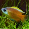 Gourami Miel - Colisa Chuna