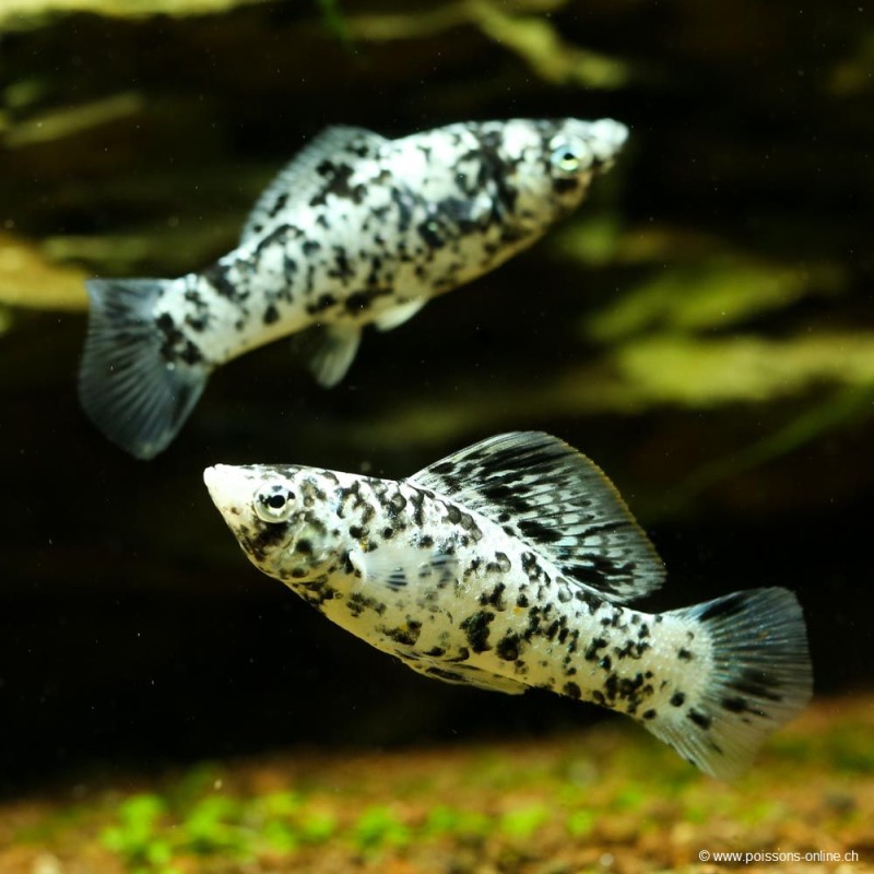Molly Dalmatian - Poecilia Latipinna