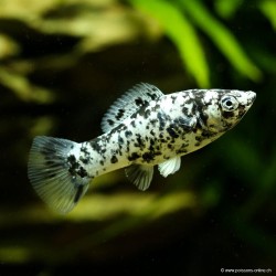 Molly Dalmatian - Poecilia Latipinna