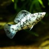 Molly Dalmatian - Poecilia Latipinna