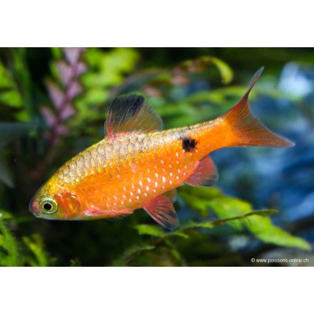 Barbus Conchonius Néon - Pethia Conchonius Neon (Barbus)