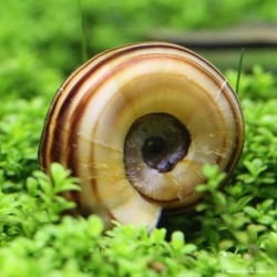 Escargot Marisa - Marisa Cornuarietis