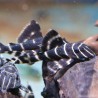 Panaqolus Spp - L204 Panaqolus Spp Banded