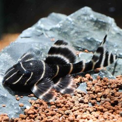 Panaqolus Spp - L204 Panaqolus Spp Banded