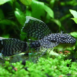 Schleier Antennenwels - Ancistrus Long Fin