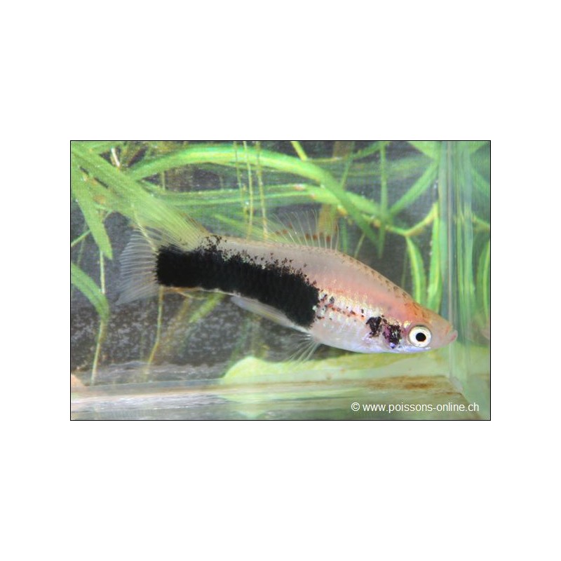 Xipho Gold Toxedo - Xiphophorus Helleri