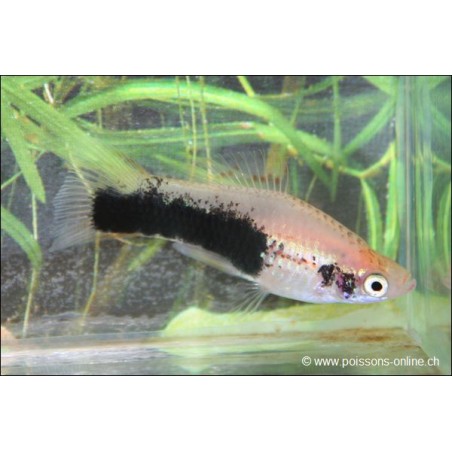 Xipho Gold Toxedo - Xiphophorus Helleri