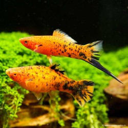 Schwertträger Rot Tiger - Xiphophorus Helleri