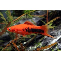 Schwertträger Rot Tuxedo - Xiphophorus Helleri