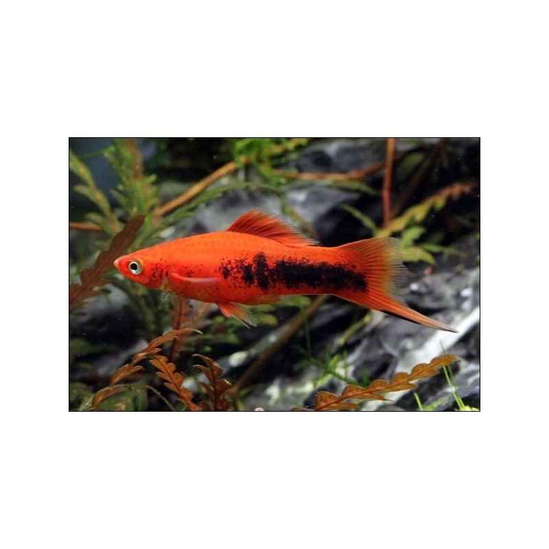 Schwertträger Rot Tuxedo - Xiphophorus Helleri