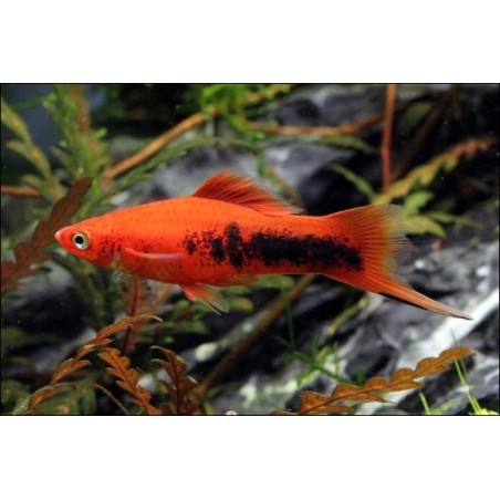 Schwertträger Rot Tuxedo - Xiphophorus Helleri