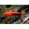Schwertträger Rot Tuxedo - Xiphophorus Helleri