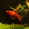 Schwertträger Rot Velvet Lyra - Xiphophorus Helleri