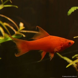 Schwertträger Rot Velvet Lyra - Xiphophorus Helleri