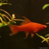Schwertträger Rot Velvet Lyra - Xiphophorus Helleri