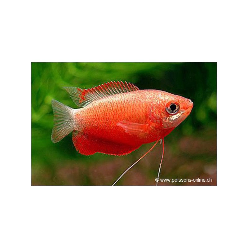 Colisa Labiosa Rouge - Colisa Labiosa Rouge