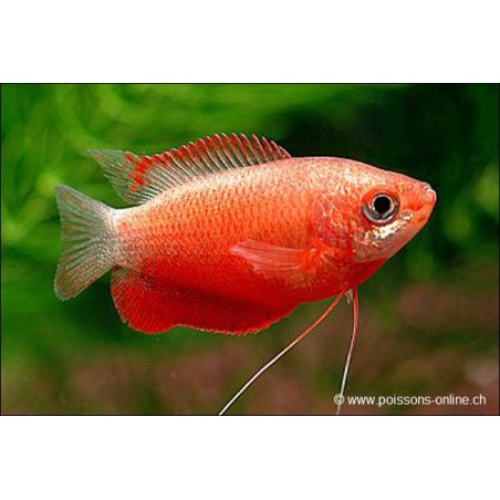 Wulstlippiger Fadenfisch Roter - Colisa Labiosa Rouge