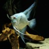 Skalare Avatar Turkey Green Smoked Ange - Pterophyllum Scalare
