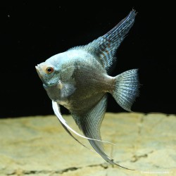 Skalare Avatar Turkey Green Smoked Ange - Pterophyllum Scalare