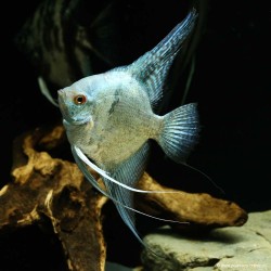 Scalaire Avatar Turkey Green Smoked Ange - Pterophyllum Scalare