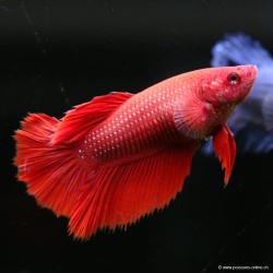 Betta Femelle Halfmoon - Betta Splendens